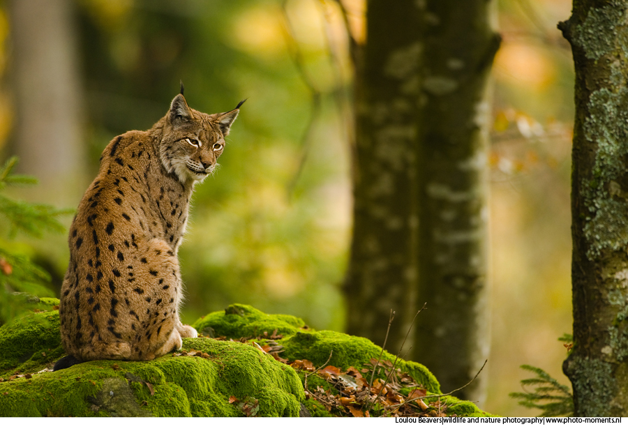Lynx