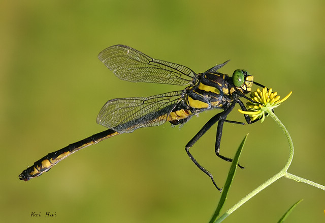 A clubtail dragonfly------dragon hunter
