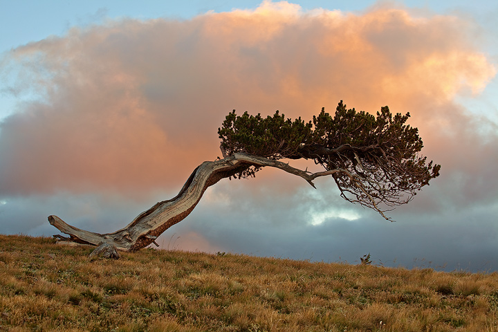 Balancing Act