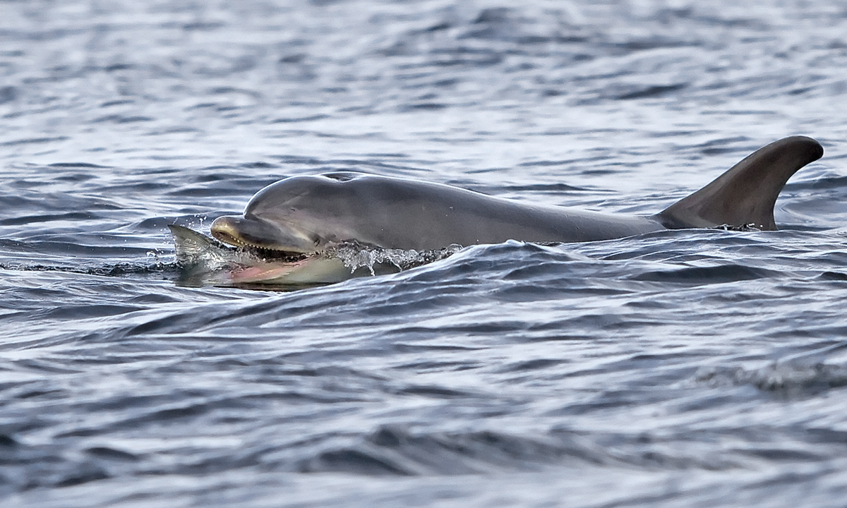 Bottlenose Dolphin 