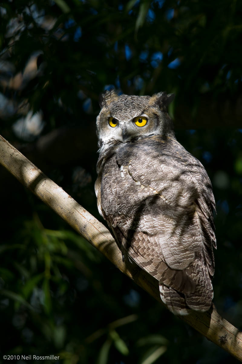 GHO in the spotlight