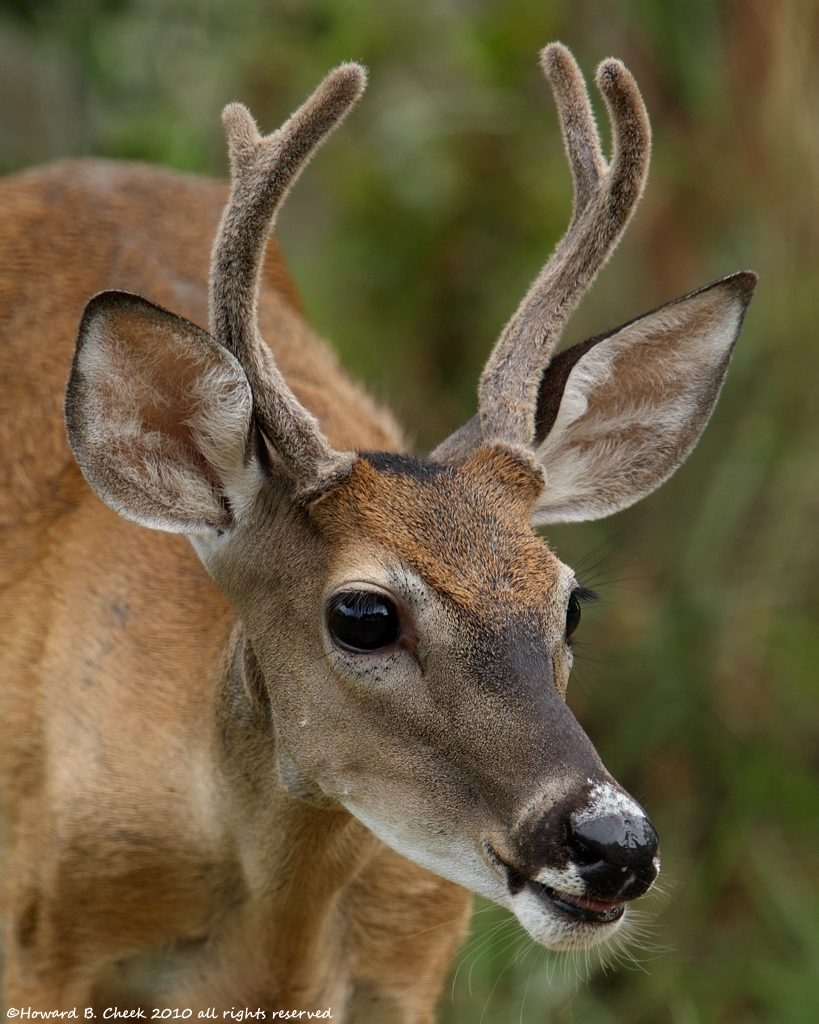 Young Buck