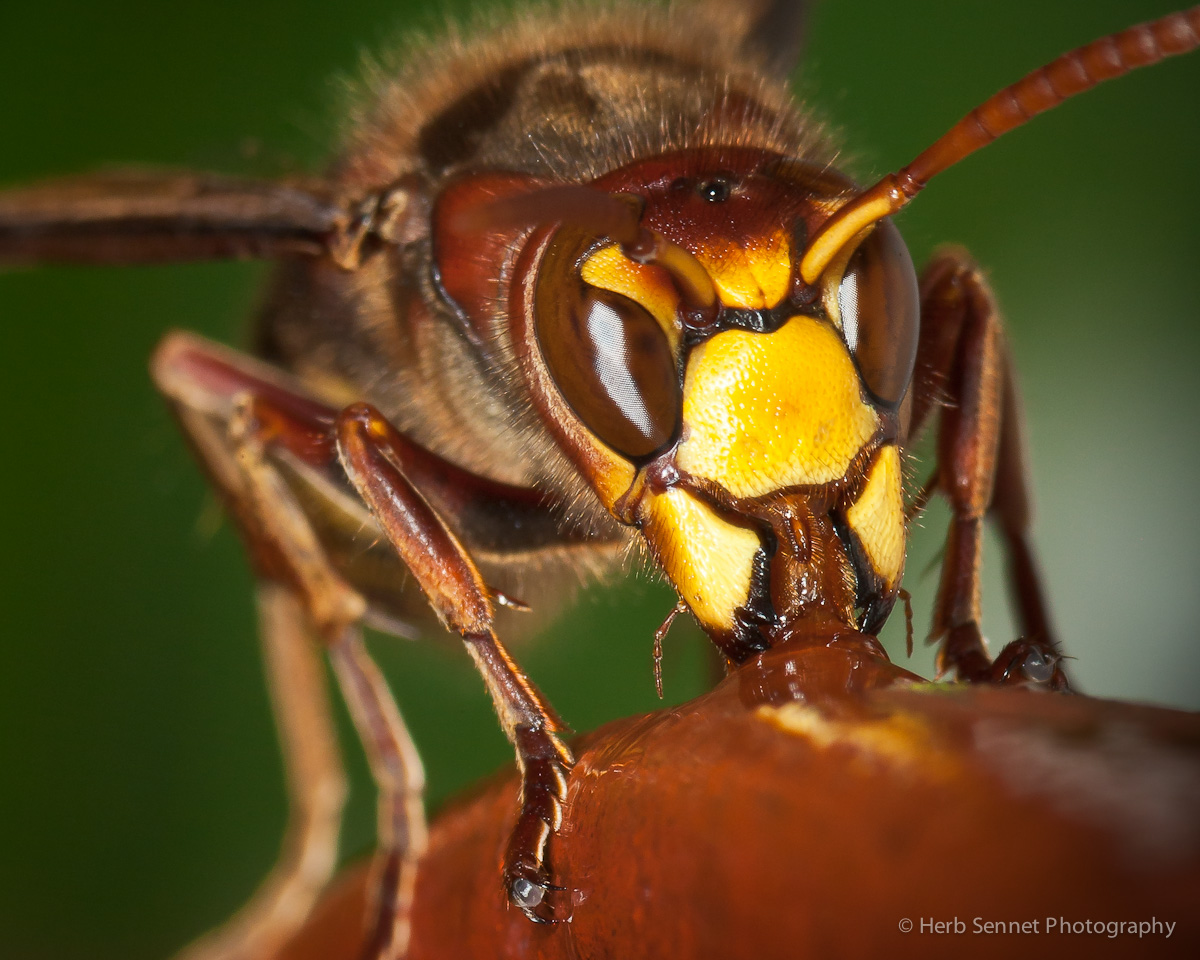 European hornet