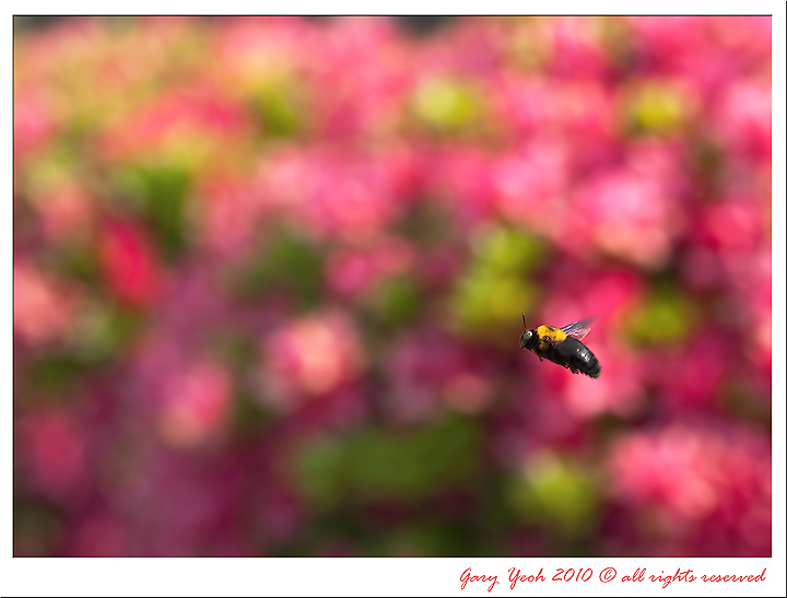 Flying carpenter bee #2