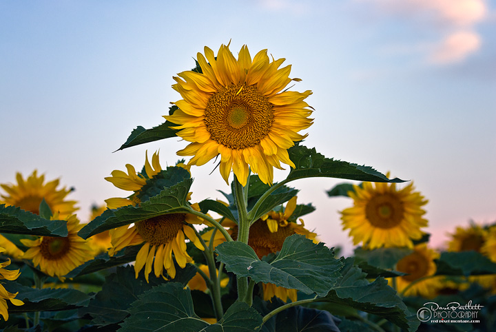 Colorado Sunflowers