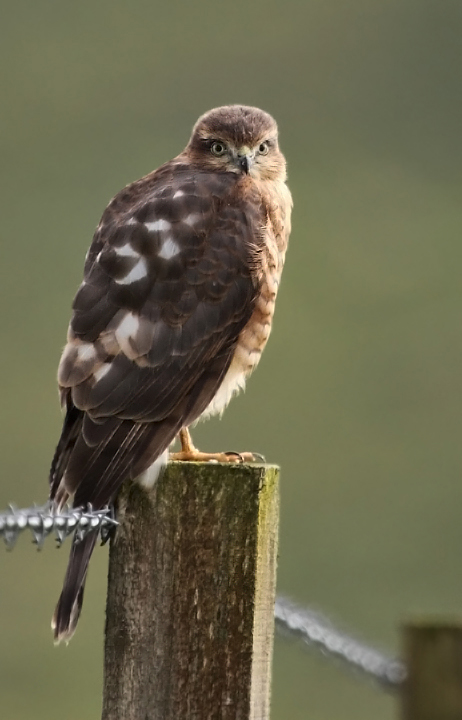 Juvenile Sparrowhawk