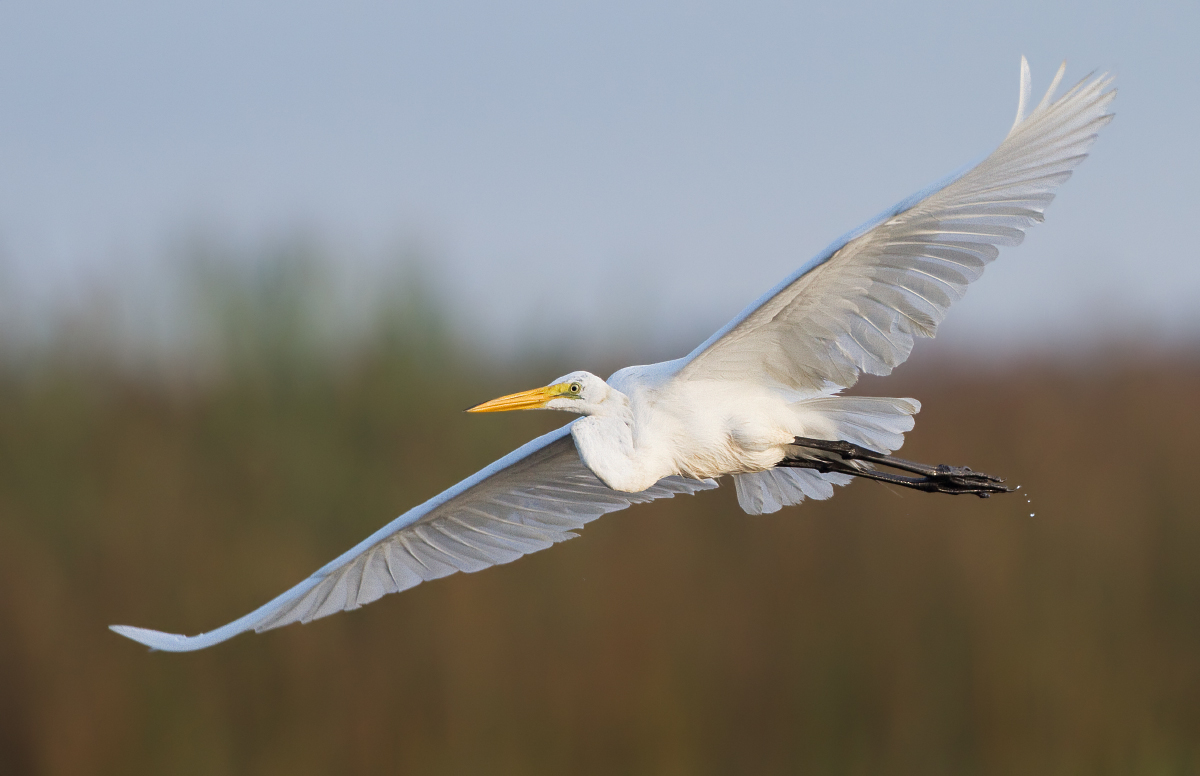 Great egret