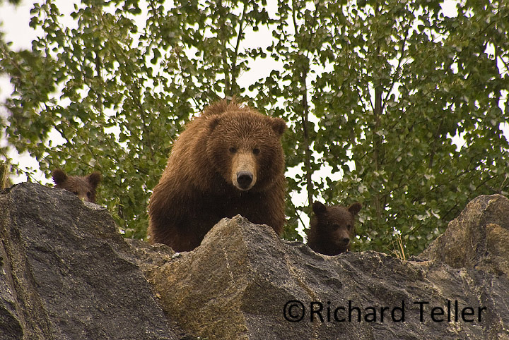 Grizzly and Cubs