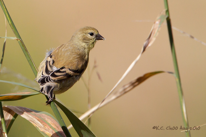 American Goldfinch