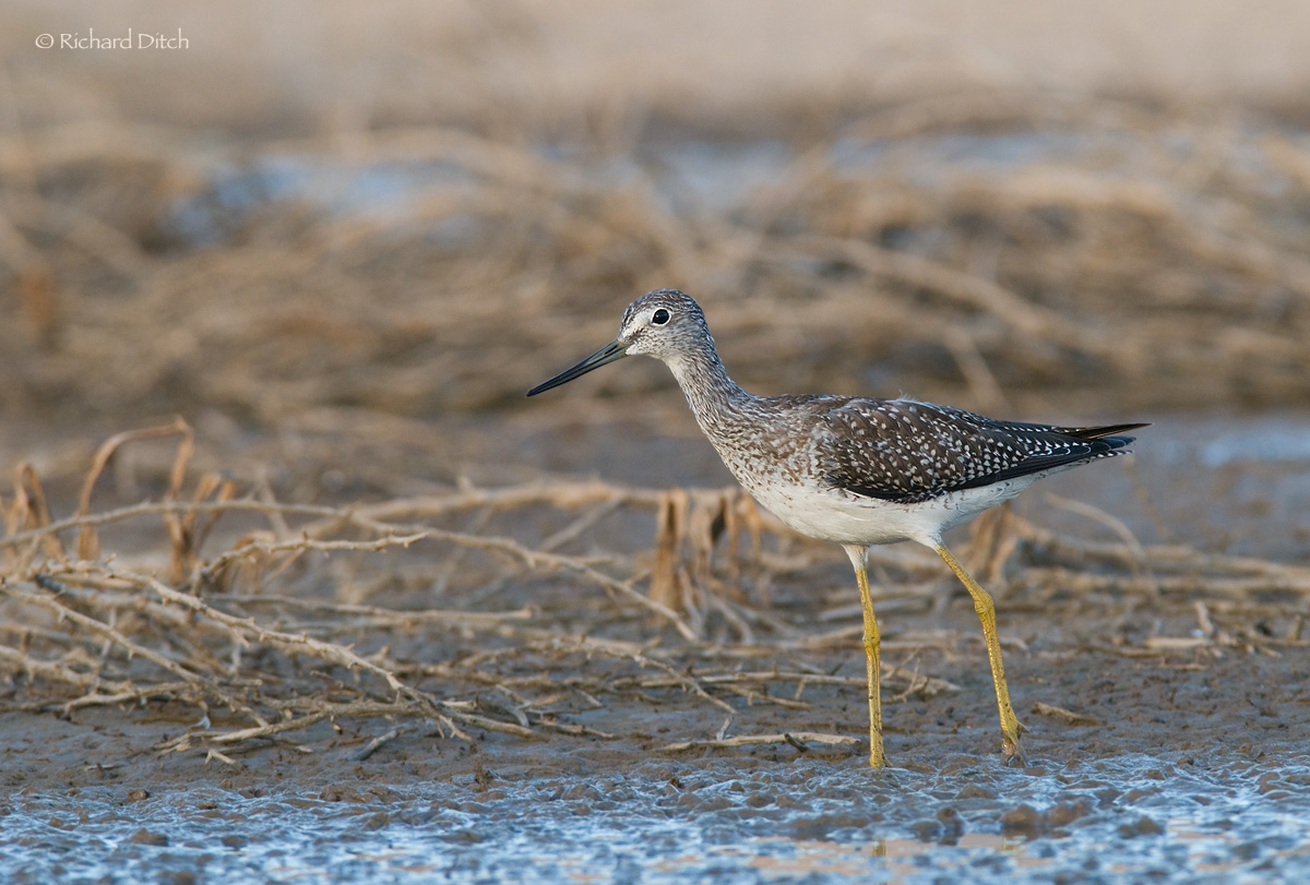 Greater Yellowlegs
