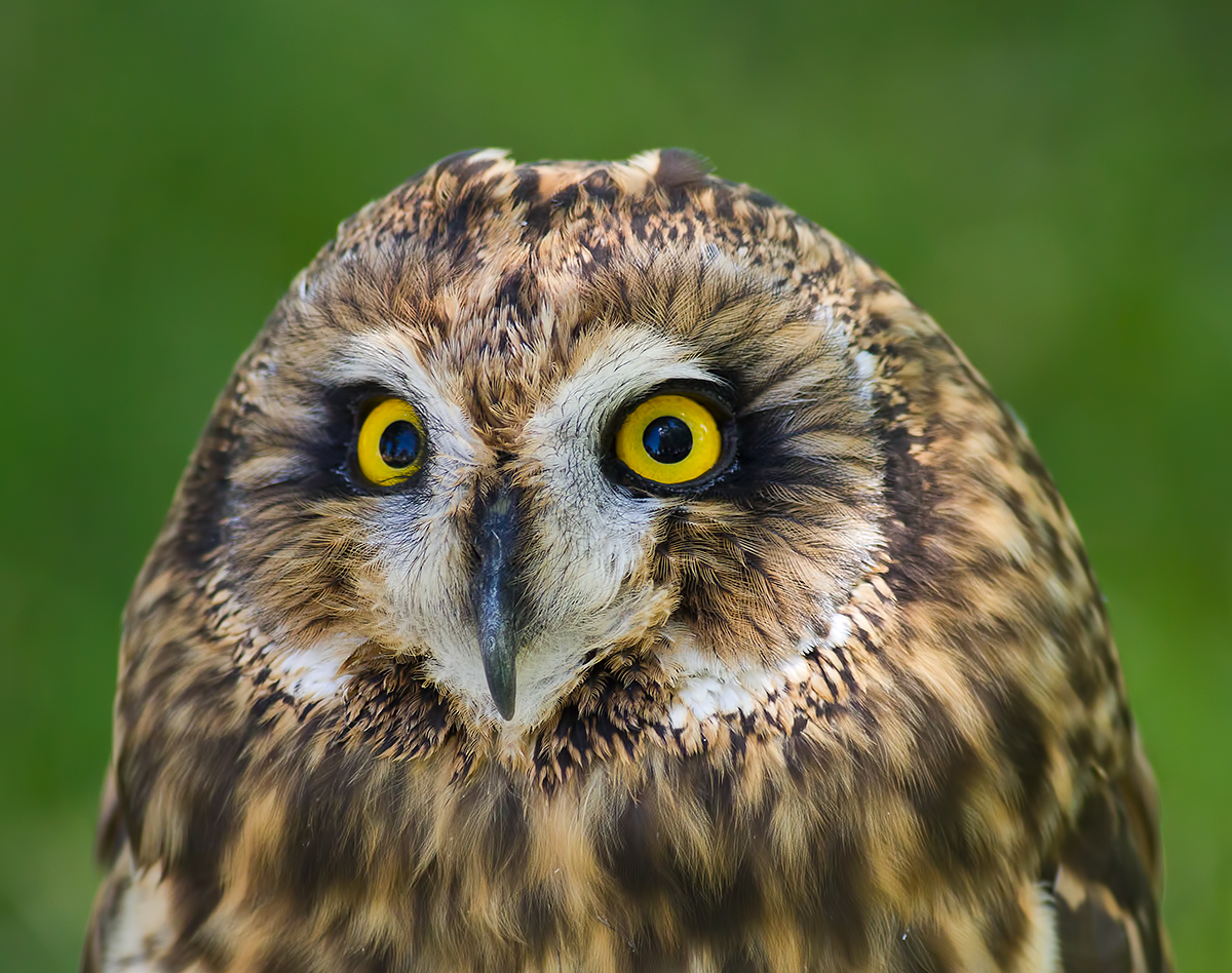 Short-eared Owl