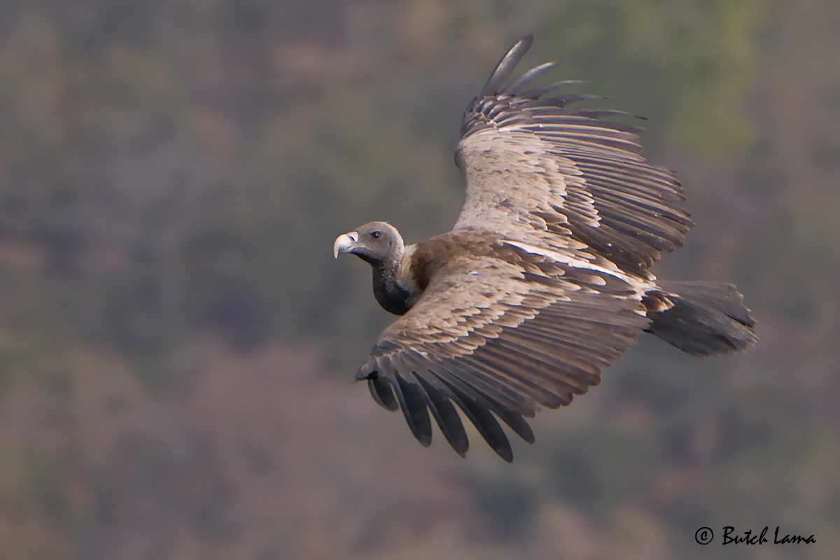 Majestic In Flight