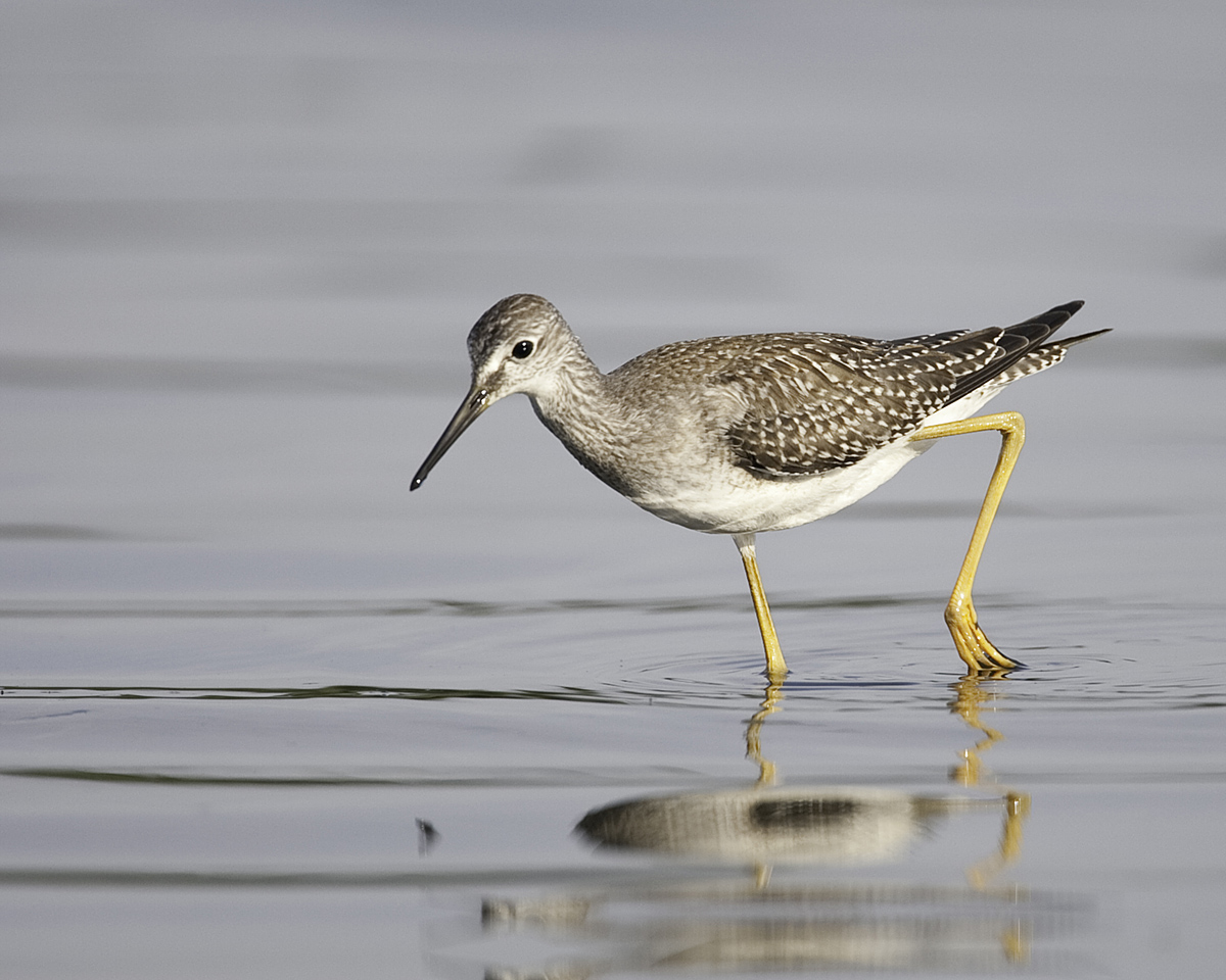 Lesser Yellow Legs