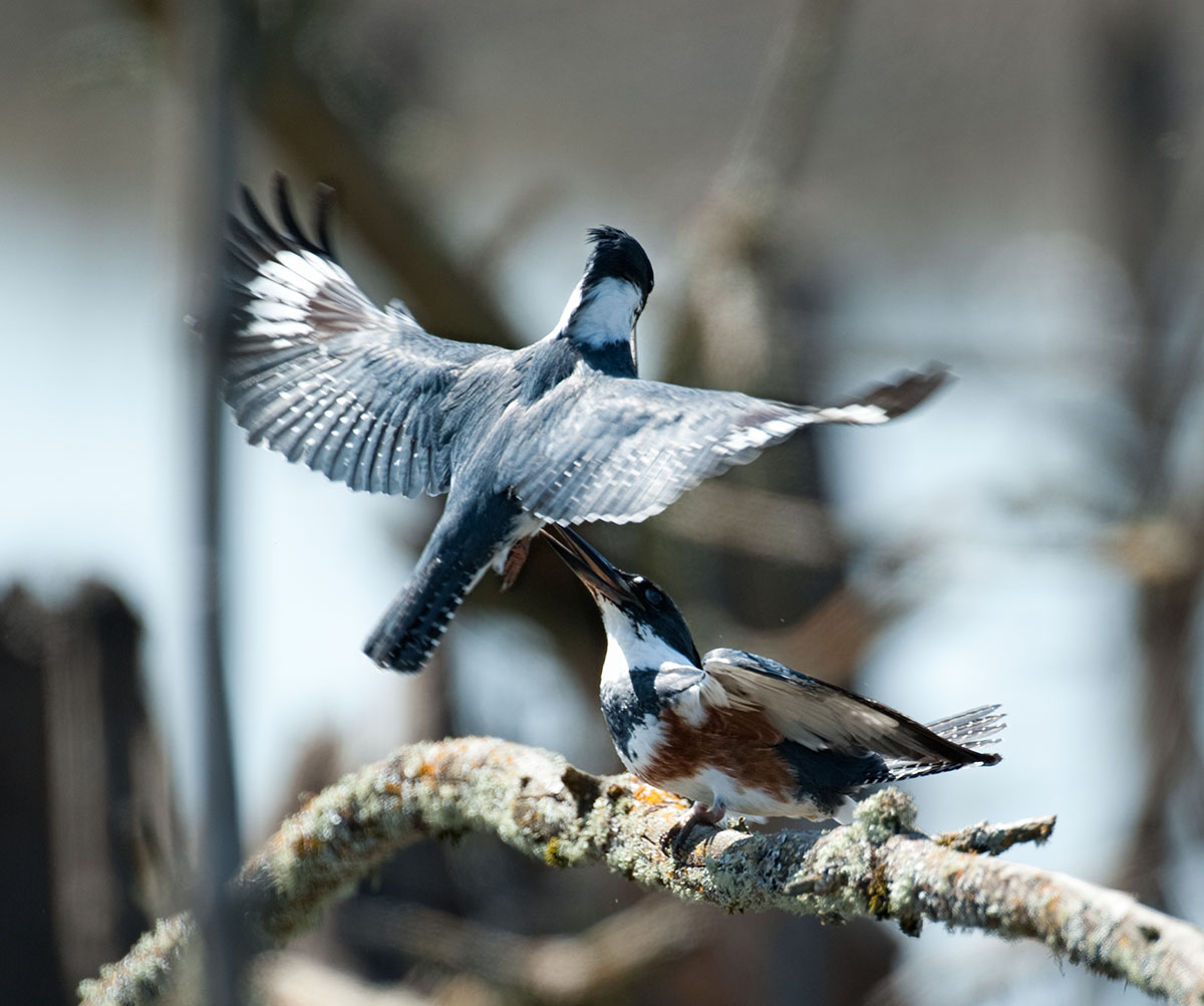 Kingfishers' Battle