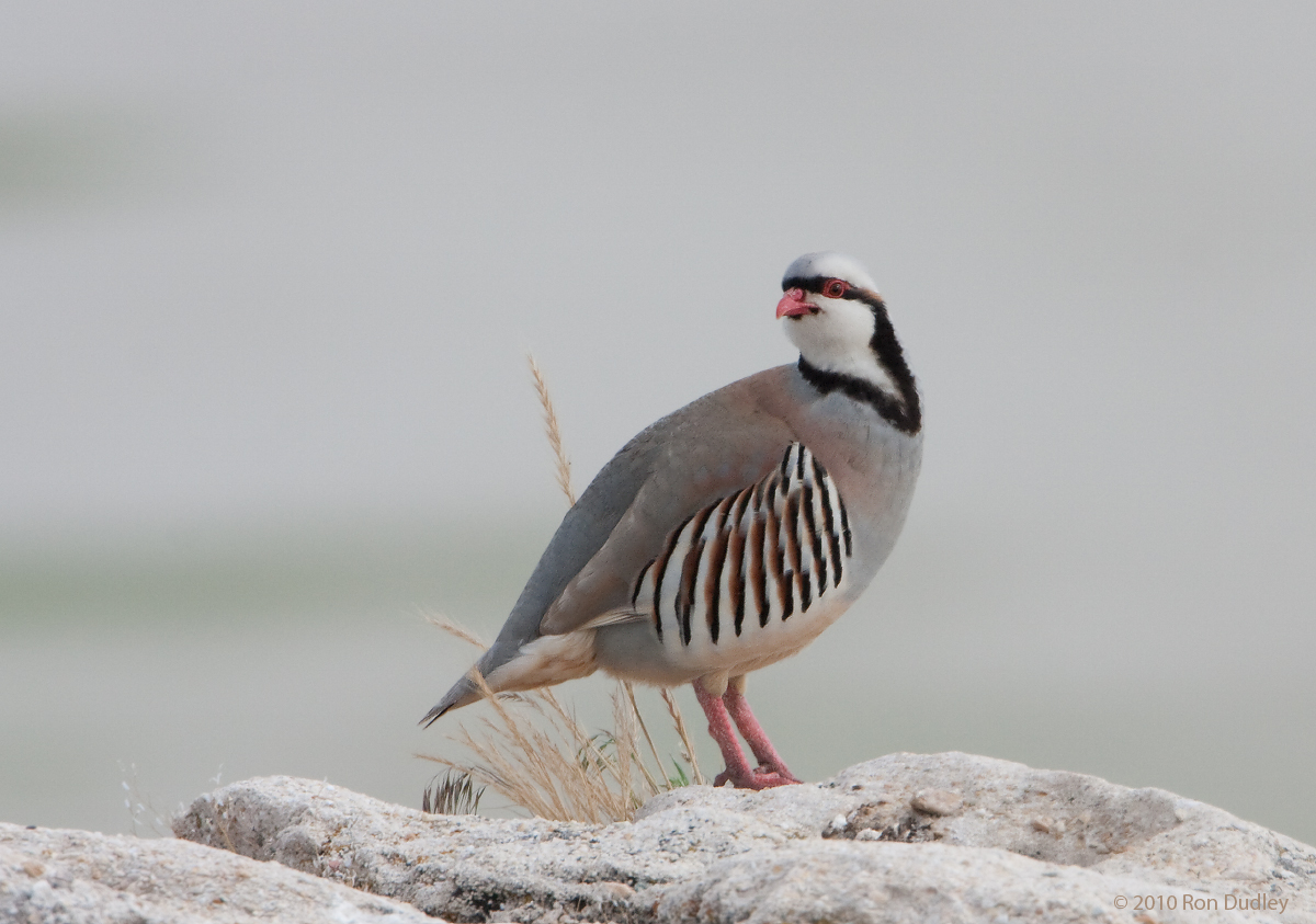 Chukar