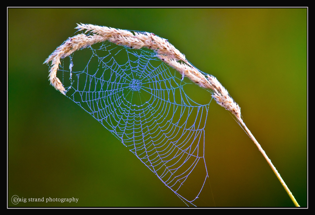 Dew Catcher