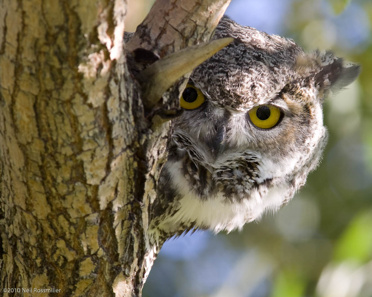 Peek-A-Hoot