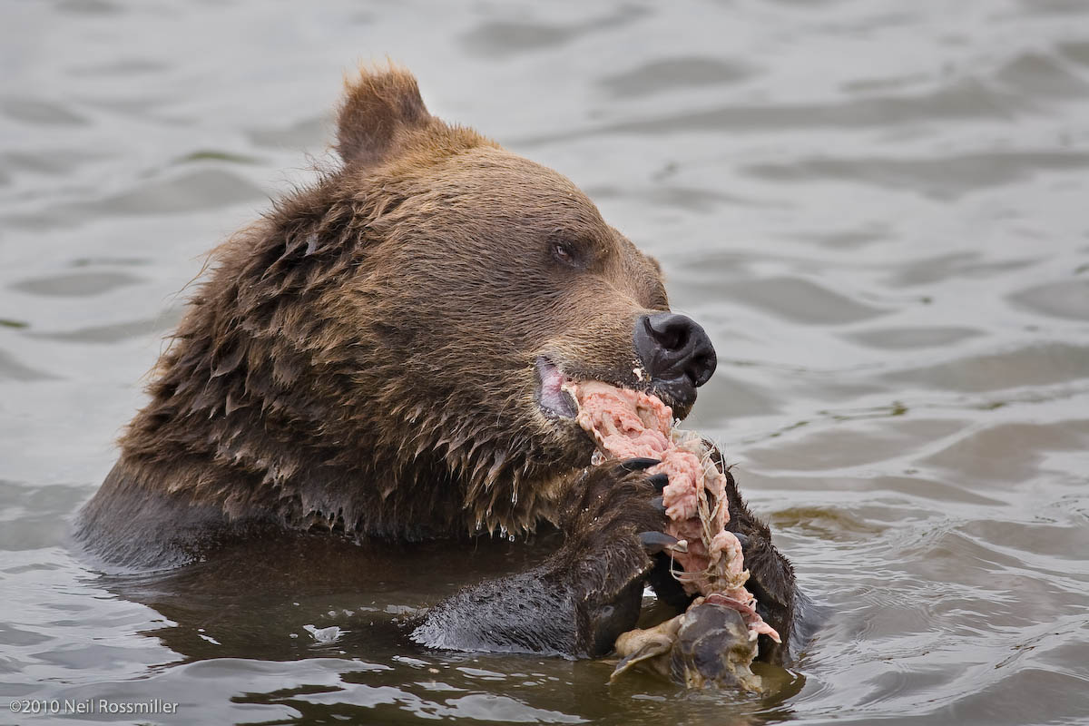 Bear hors d'ourvers
