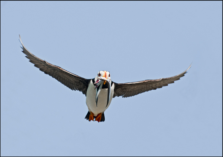 Puffin