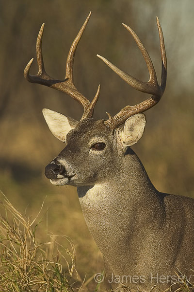 White-tail from TNP outing 2003