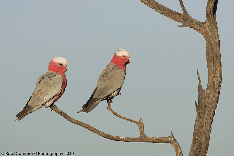 Galahs