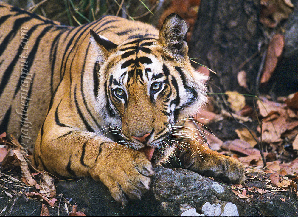 Cleaning the paw