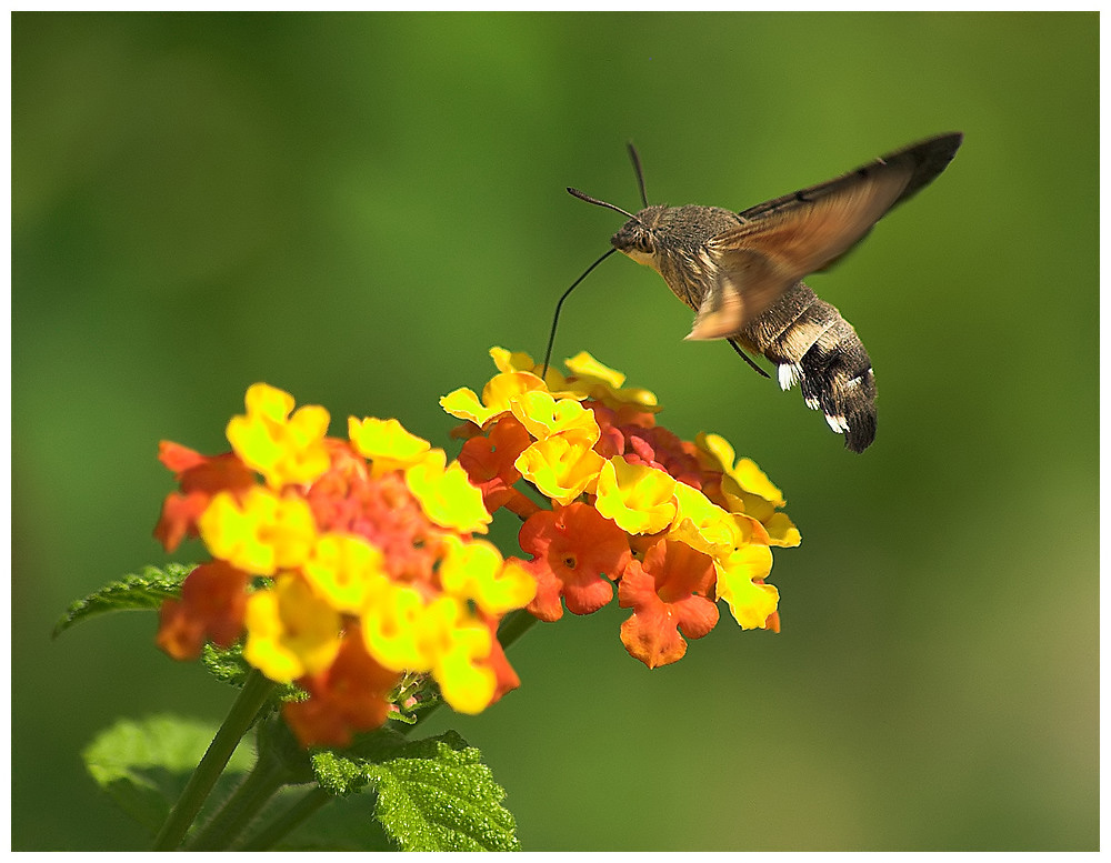 Hummingbird Hawkmoth