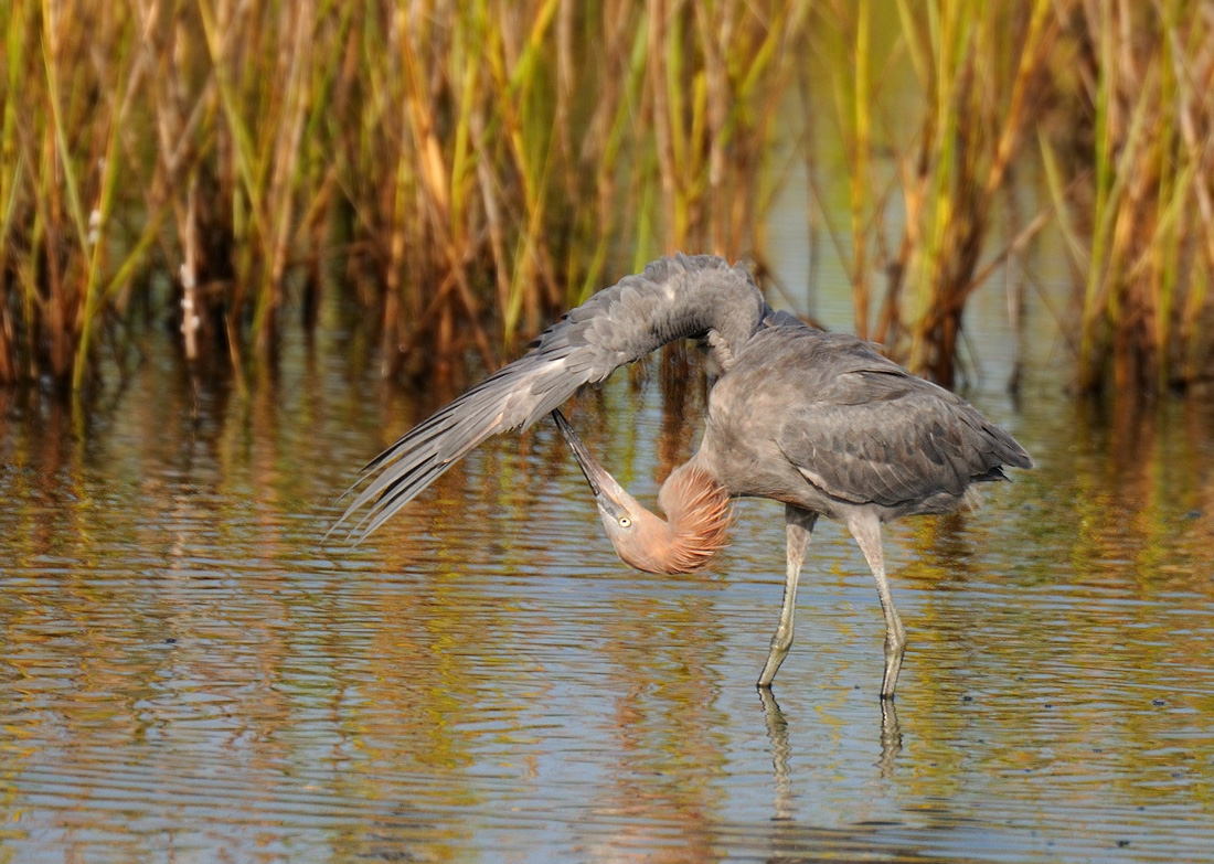 Reddish Egret...