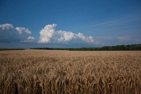 Clouds on Wheat