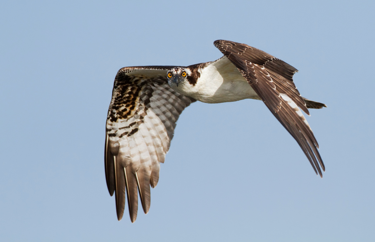 Osprey