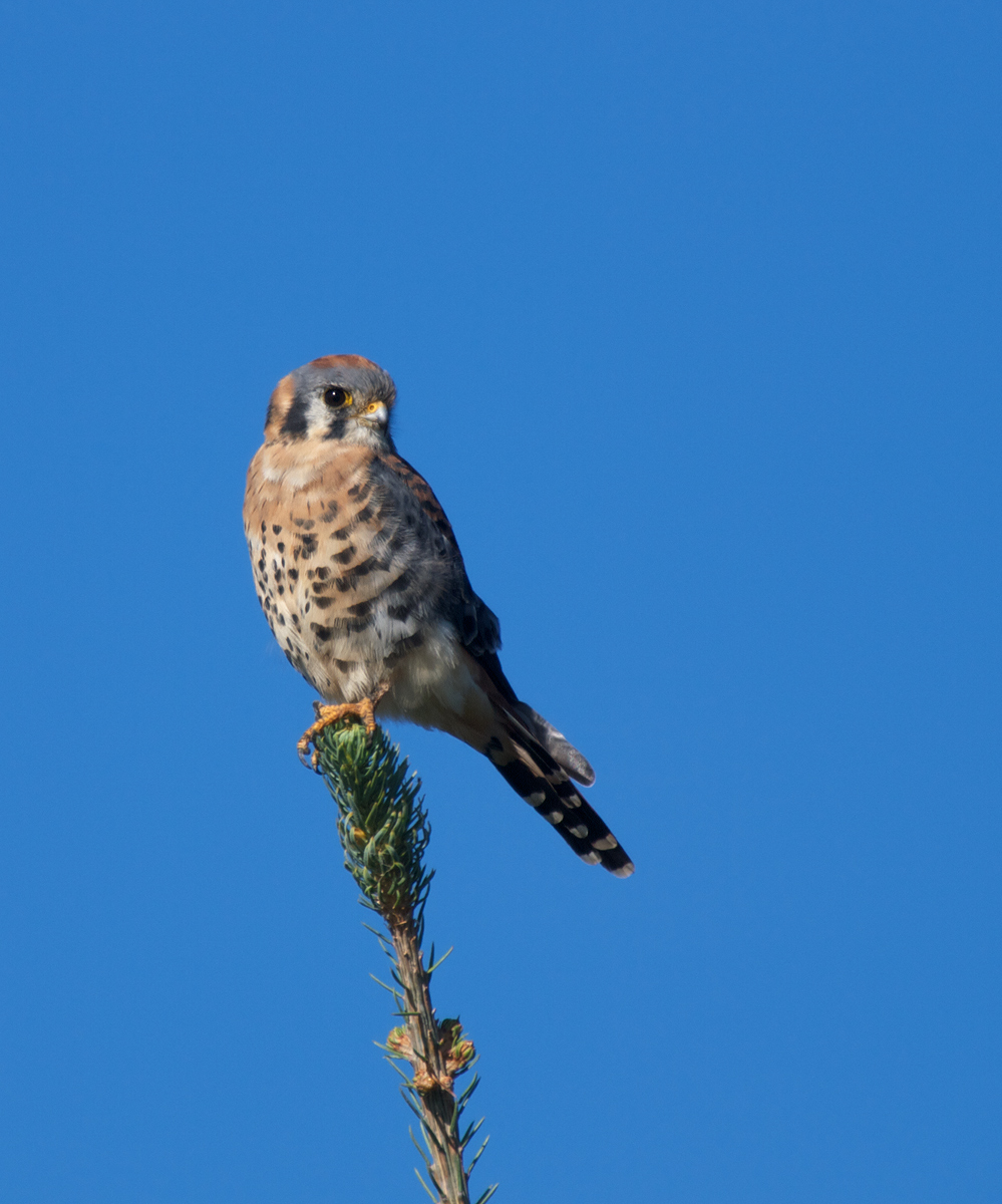 American Kestrel II