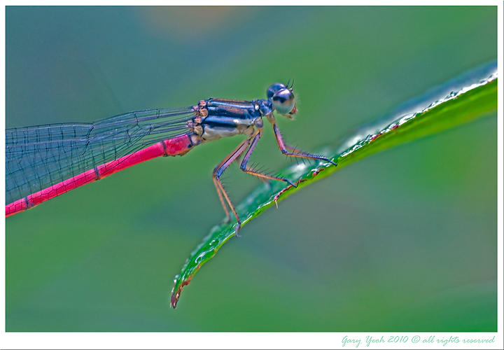 Red Damselfly Close up