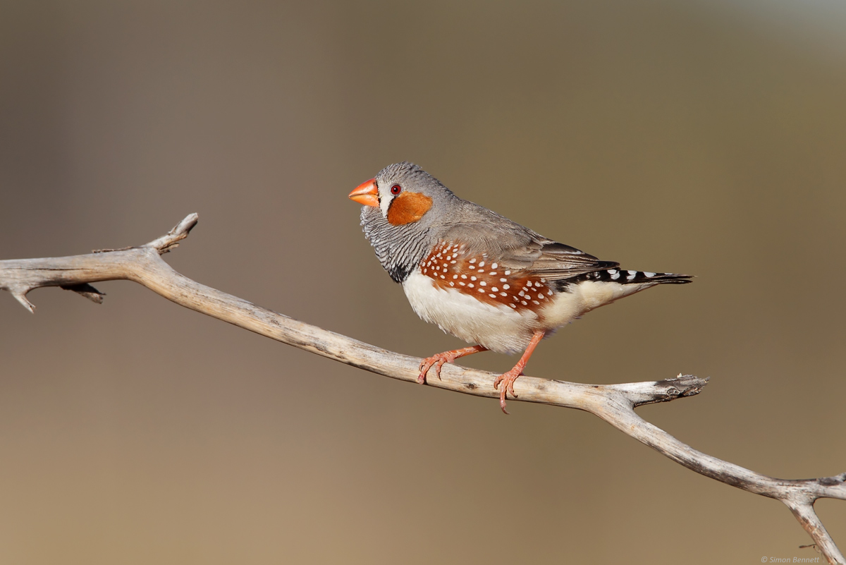 Zebra Finch