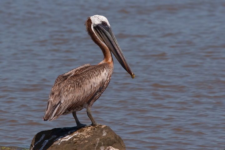 Brown Pelican