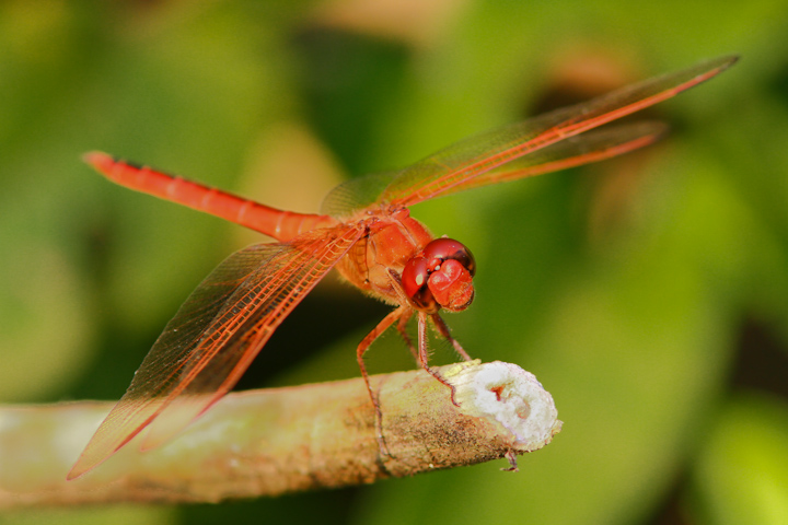 Red Dragonfly