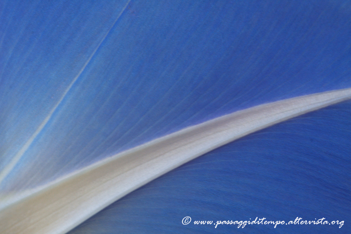 Morning glory