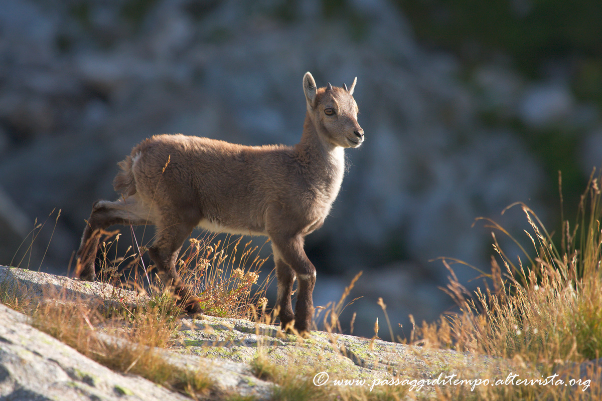 Steinbock cub