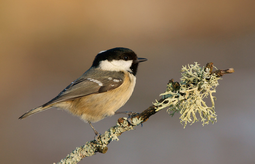 Coal Tit