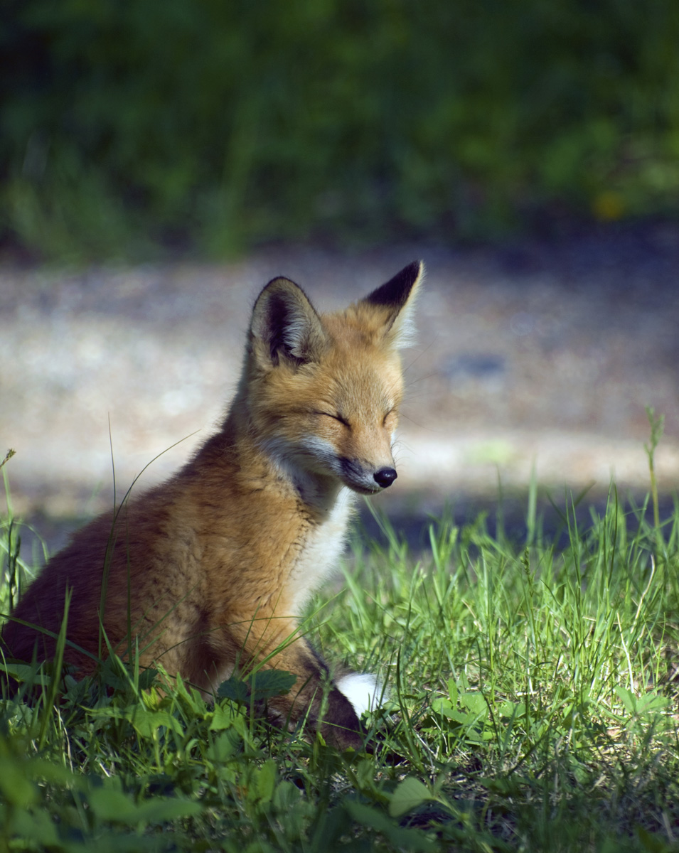 Sleepy Fox