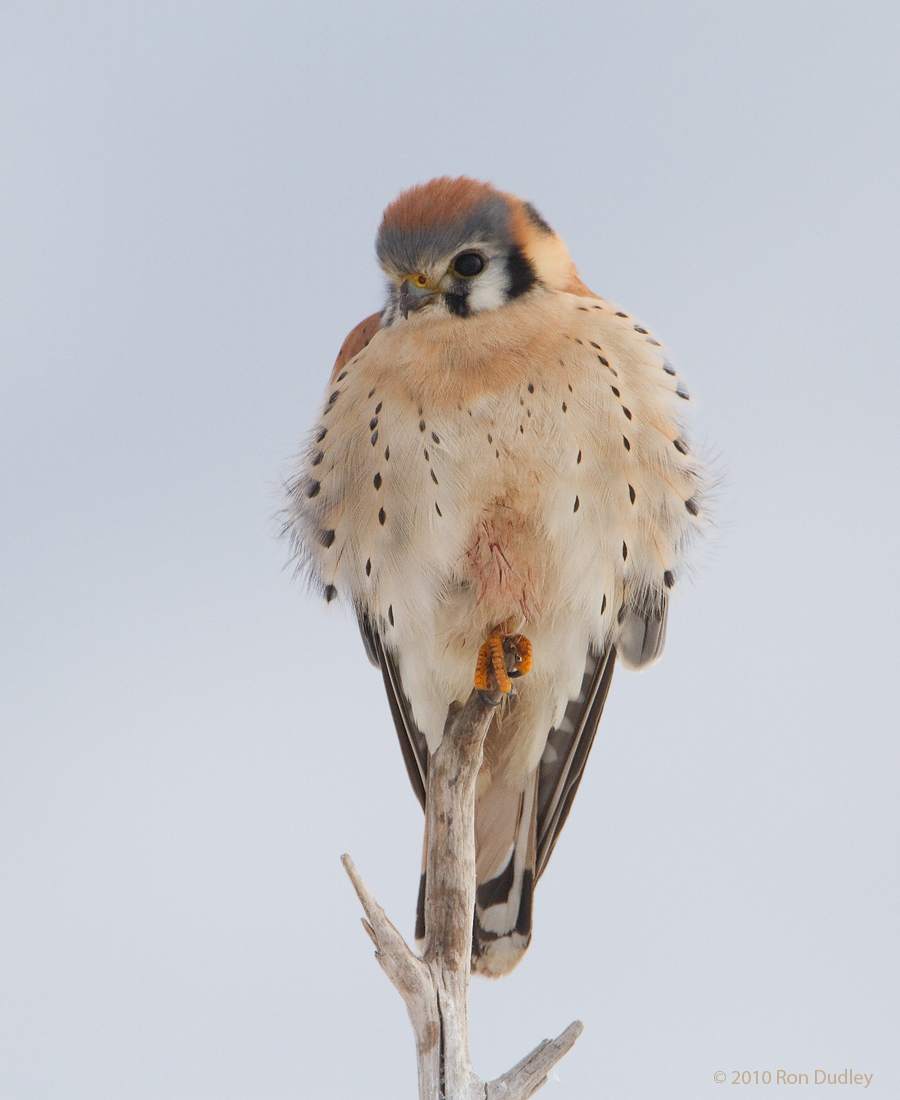 American Kestrel