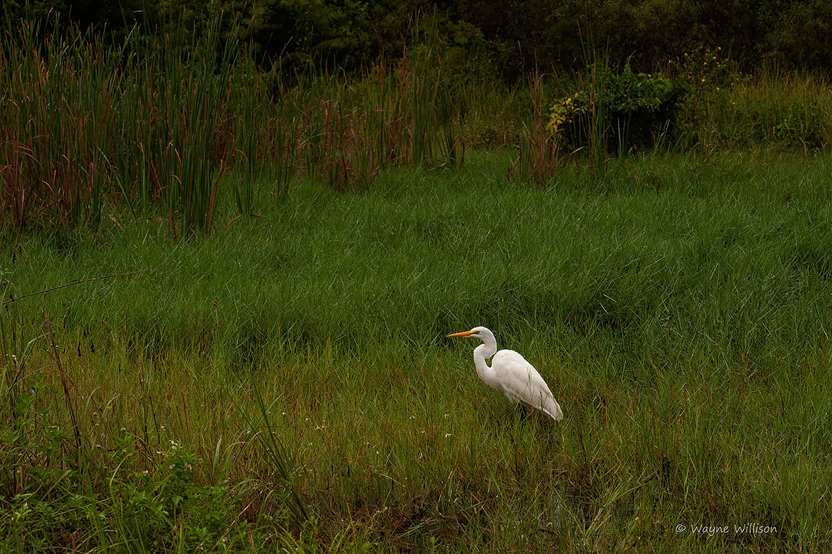 Between Rains