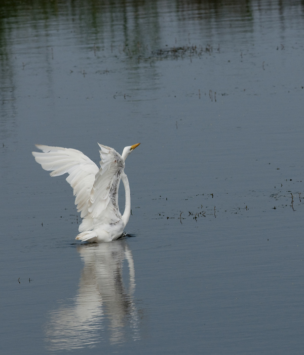  Egret with REPOST