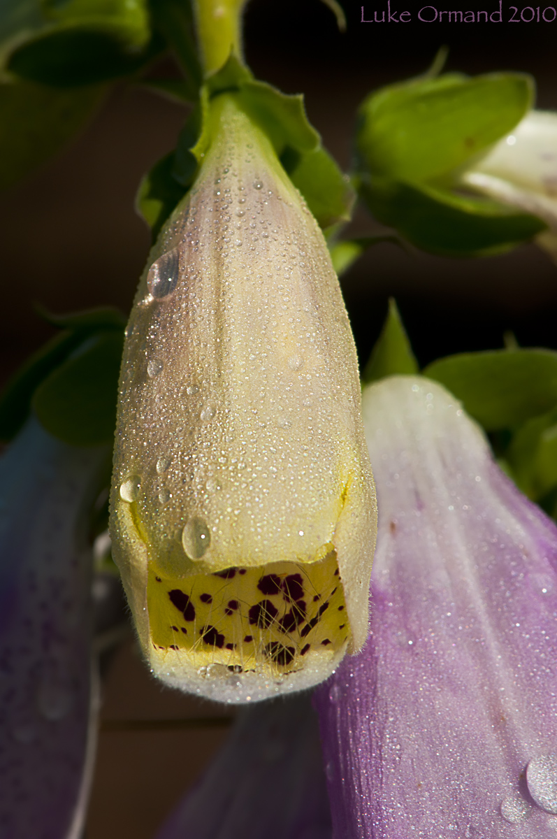 Morning Dew
