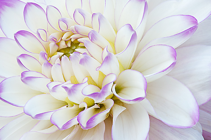 Lavender on Ivory