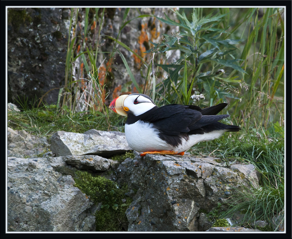 Resting Puffin