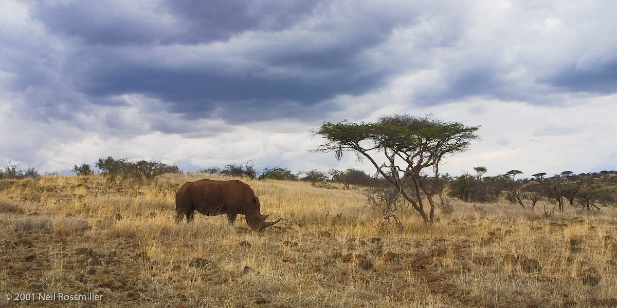 White Rhinoceros Grazing