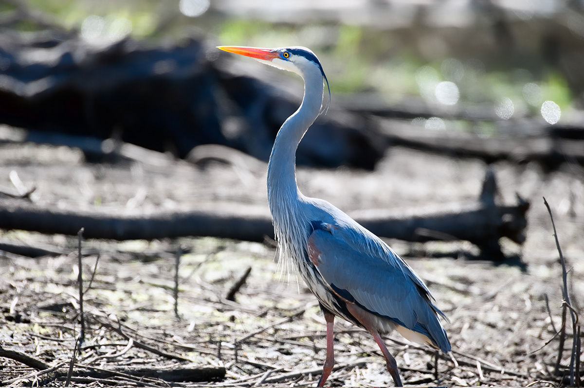 Great Blue Heron