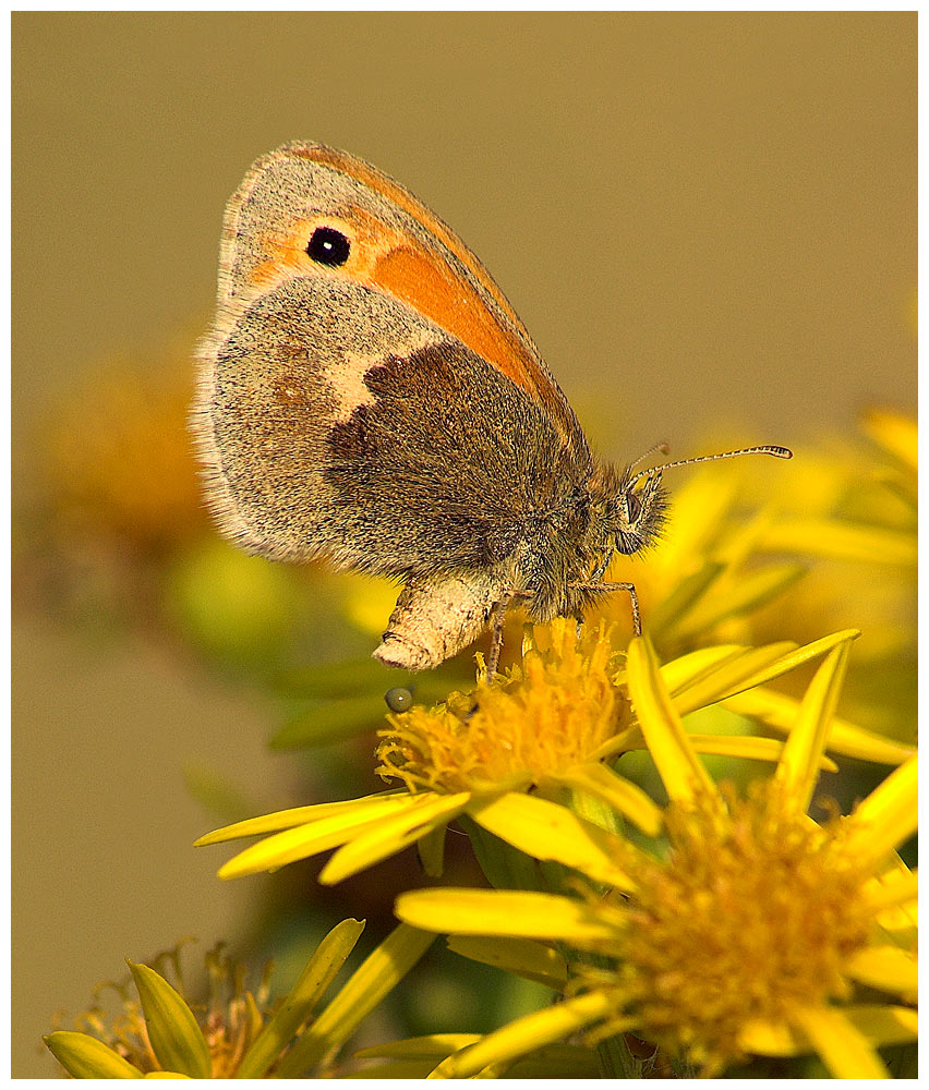 Butterfly laying egg
