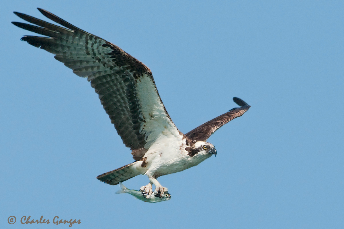 Osprey w/ Kokanee
