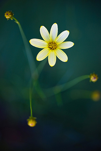 Emerging Coreopsis
